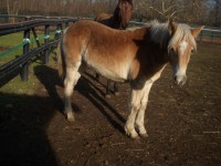 /album/haflinger-market/dscn3863-jpg/