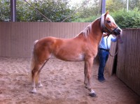 /album/haflinger-market/a6-jpg/